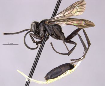Media type: image;   Entomology 28386 Aspect: habitus lateral view